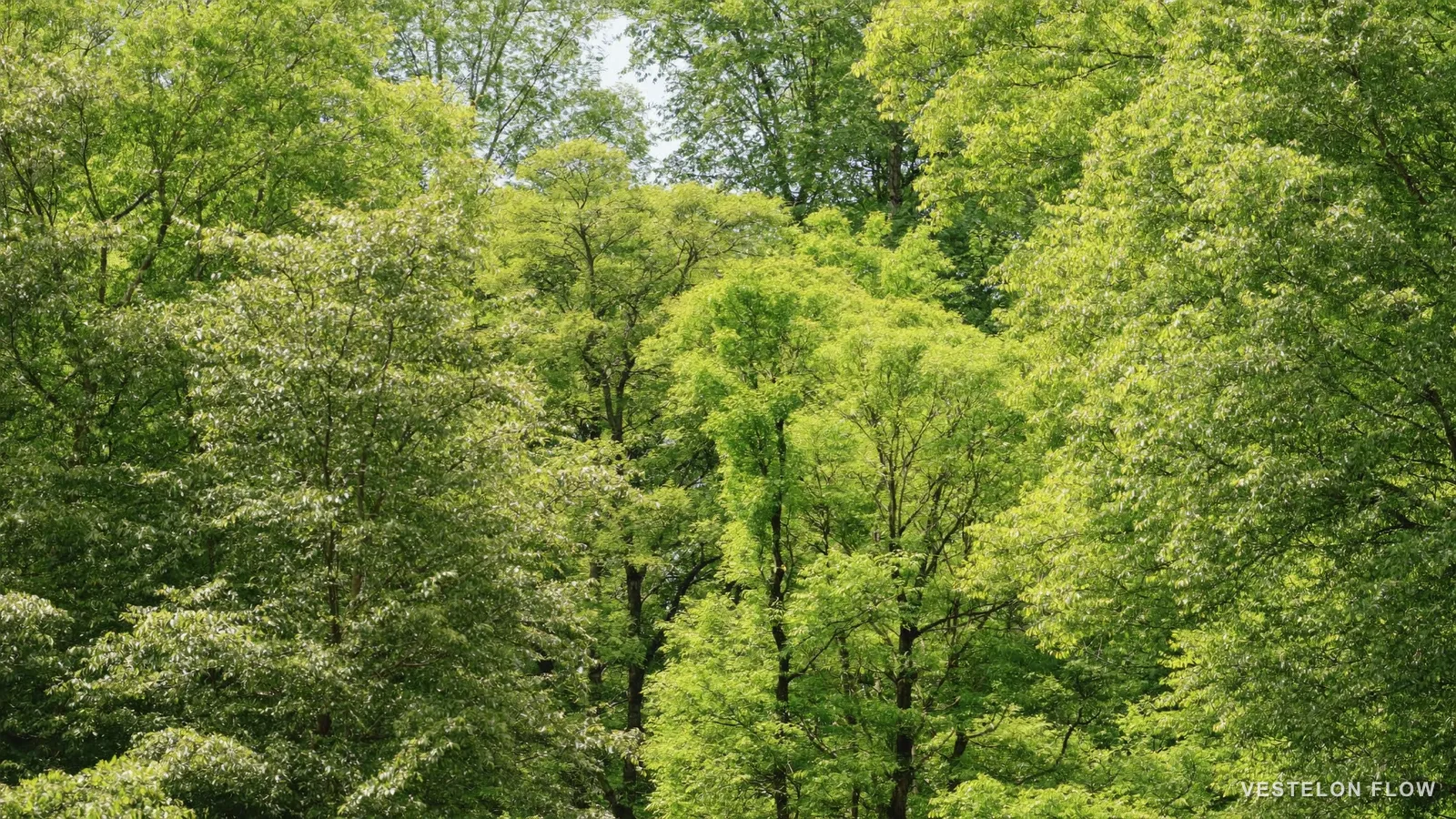 Nejlepší bezplatné nástroje, které ukážou, kam jdou vaše peníze (2026) — VESTELON FLOW
