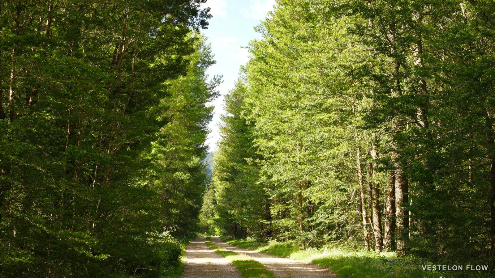 Why Use VESTELON FLOW? See Where Your Money Really Goes — VESTELON FLOW
